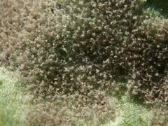 Peronospora chenopodii