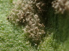 Peronospora chenopodii