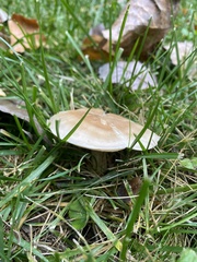 Hebeloma crustuliniforme
