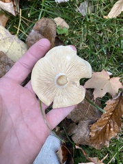 Hebeloma crustuliniforme