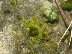 Tortula muralis