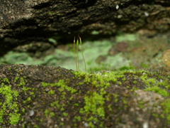 Tortula muralis