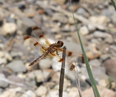 Libellula semifasciata