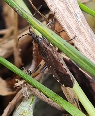 Dicranocephalus agilis