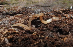 Enchytraeidae