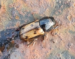 Chilothorax distinctus