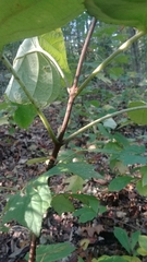 Hydrangea quercifolia