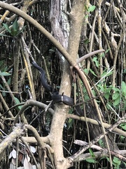 Nerodia clarkii compressicauda