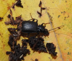 Limodromus