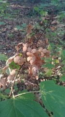 Hydrangea quercifolia