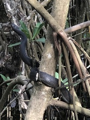 Nerodia clarkii compressicauda