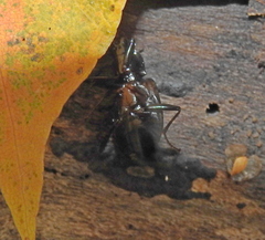 Limodromus
