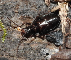 Limodromus