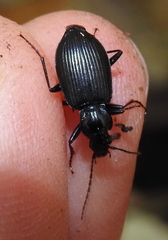 Limodromus