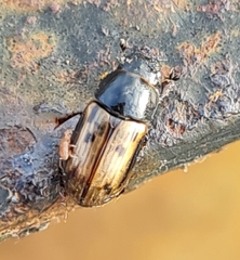 Chilothorax distinctus