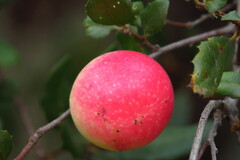 Andricus quercuscalifornicus