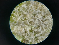 Peronospora chenopodii