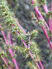 Amaranthus spinosus