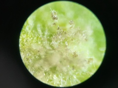 Peronospora chenopodii