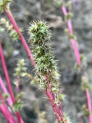 Amaranthus spinosus