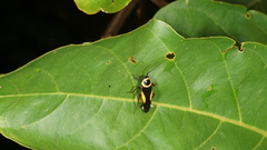 Hemithyrsocera vittata