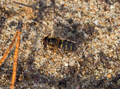 Dasysyrphus pinastri