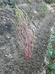 Amaranthus spinosus