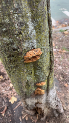 Fuscoporia gilva