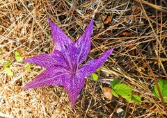 Colchicum chalcedonicum