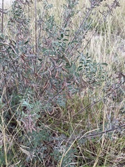 Indigofera lindheimeriana
