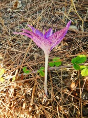 Colchicum chalcedonicum