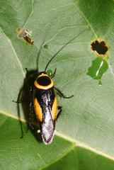 Hemithyrsocera vittata