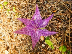 Colchicum chalcedonicum