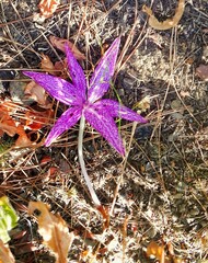 Colchicum chalcedonicum