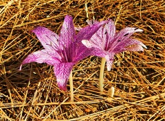 Colchicum chalcedonicum
