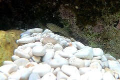 Parablennius sanguinolentus