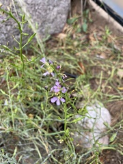 Cakile maritima baltica