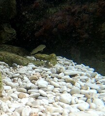 Parablennius sanguinolentus