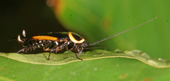 Hemithyrsocera vittata