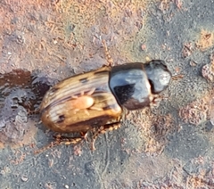 Chilothorax distinctus