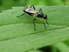 Cordilura