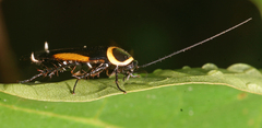 Hemithyrsocera vittata