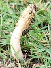 Phallus hadriani