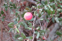 Andricus quercuscalifornicus