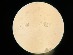 Peronospora chenopodii