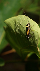 Hemithyrsocera vittata