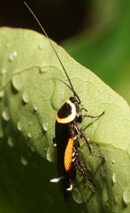 Hemithyrsocera vittata