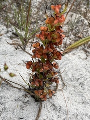 Wachendorfia multiflora