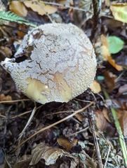 Amanita excelsa