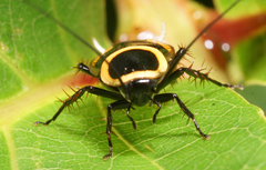 Hemithyrsocera vittata